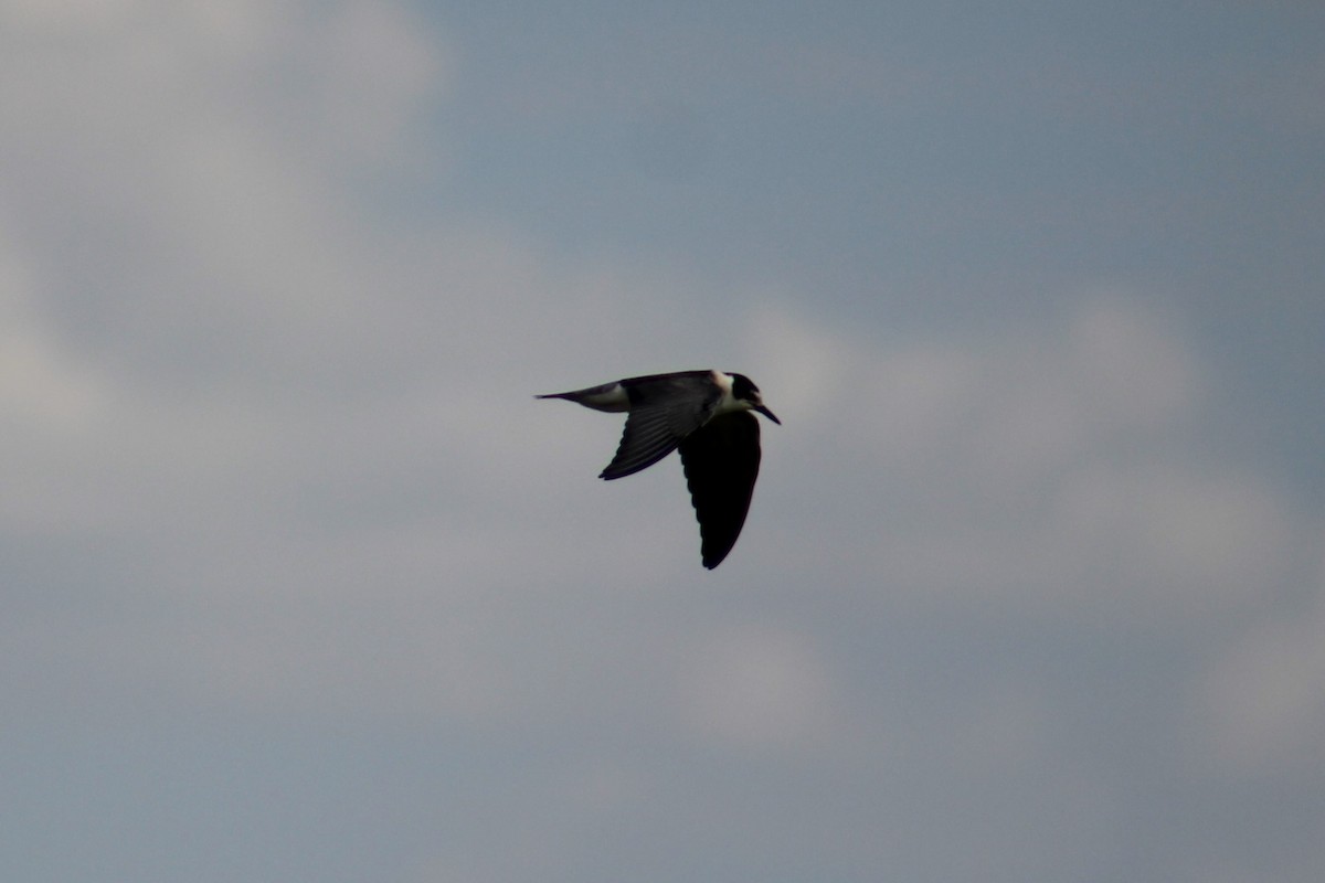 Black Tern - Adair Bock