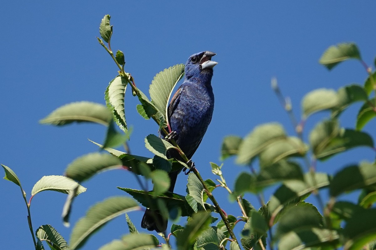 Guiraca bleu - ML622827750