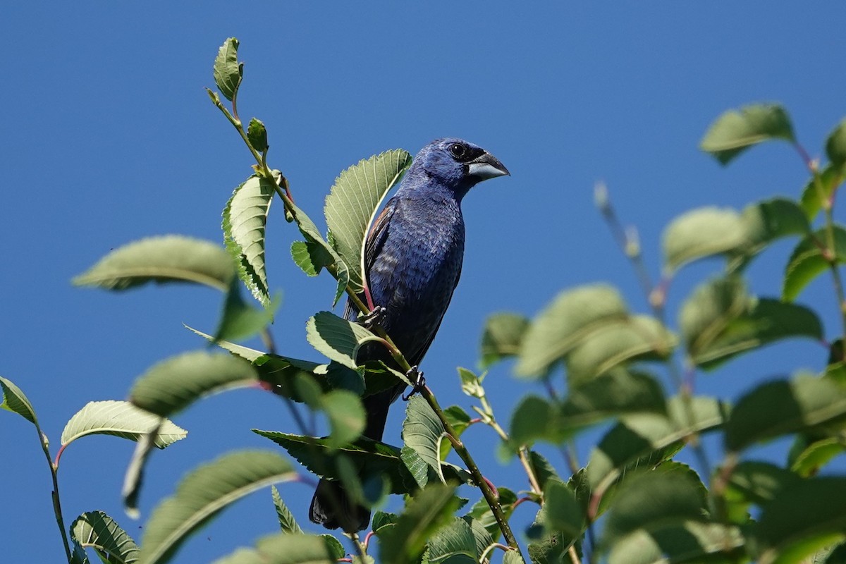 Guiraca bleu - ML622827751