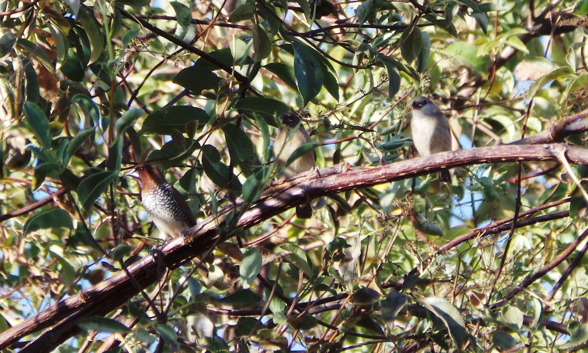 Pin-tailed Whydah - John Green