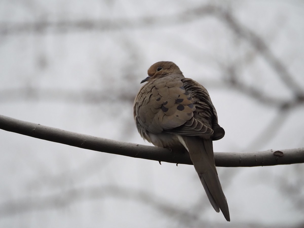 Mourning Dove - Kandace Glanville