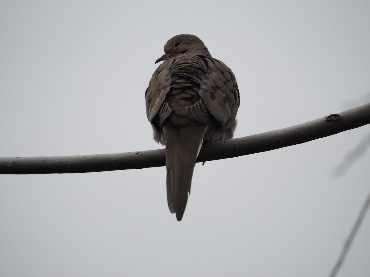 Mourning Dove - Kandace Glanville