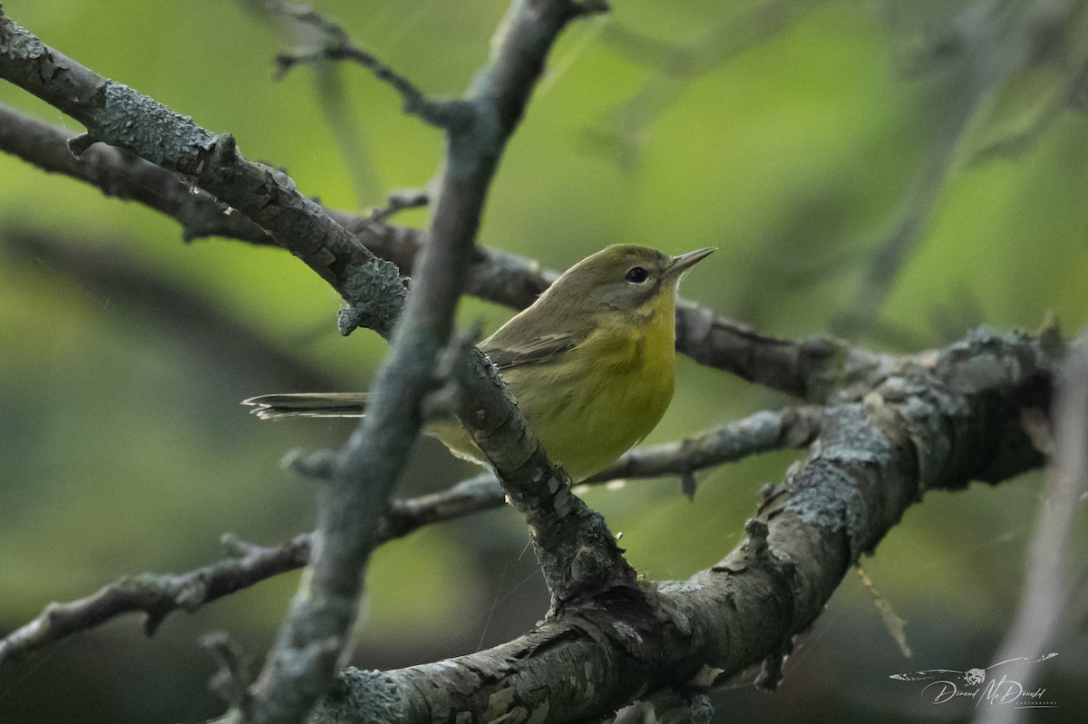 Prairie Warbler - ML622827781