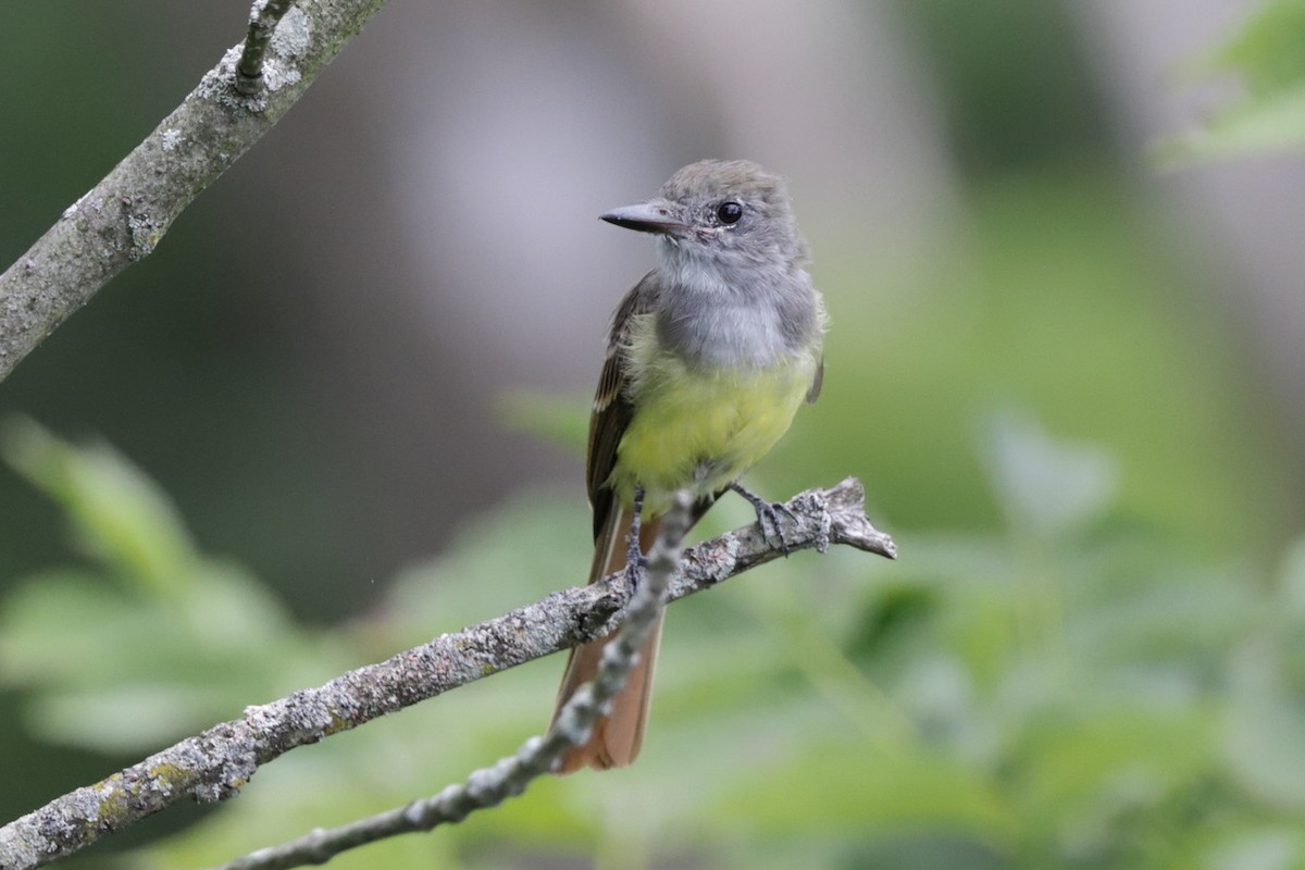 Great Crested Flycatcher - Steve McNamara