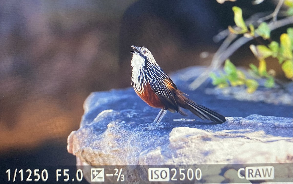 White-throated Grasswren - Tobias  Aakesson