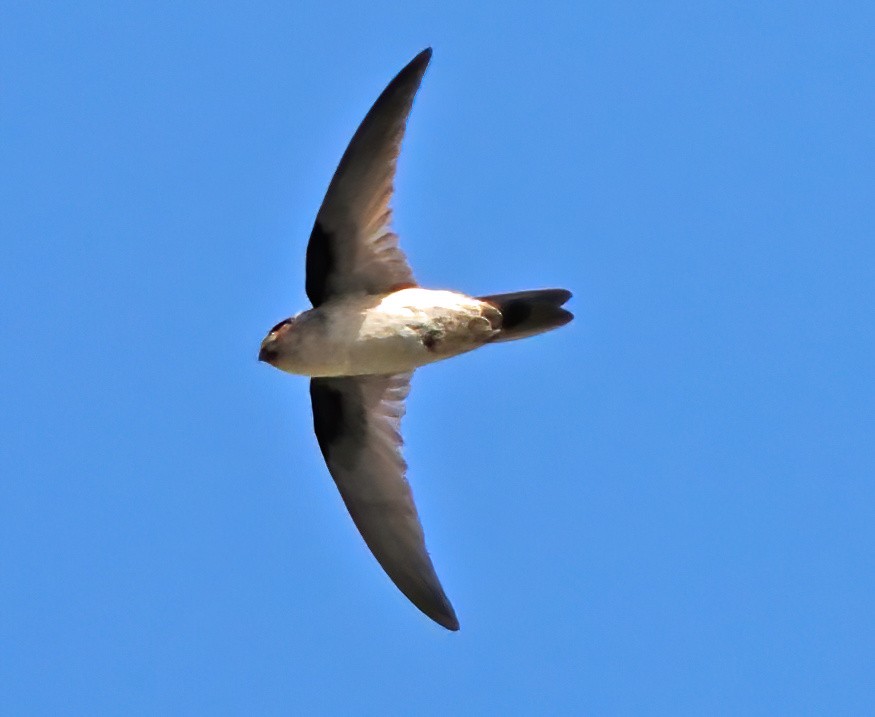 Australian Swiftlet - ML622827803