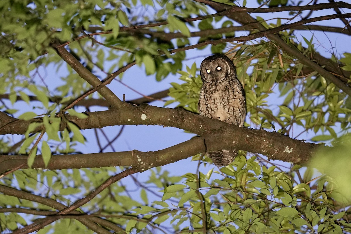 Himalayan Owl - ML622827805