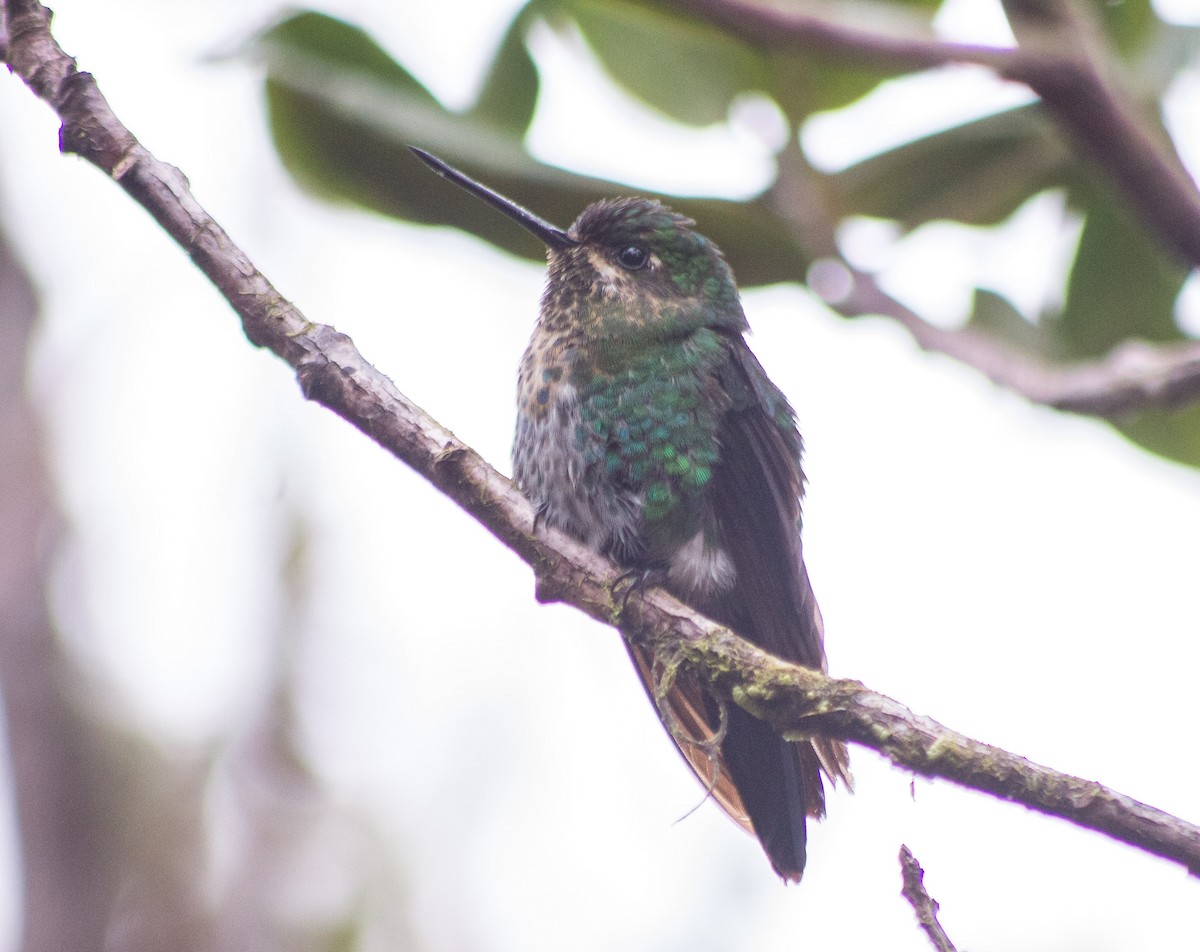 Glowing Puffleg - ML622827814