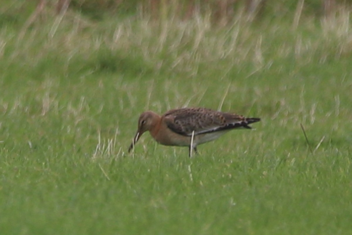 Bar-tailed Godwit - Victor Chen