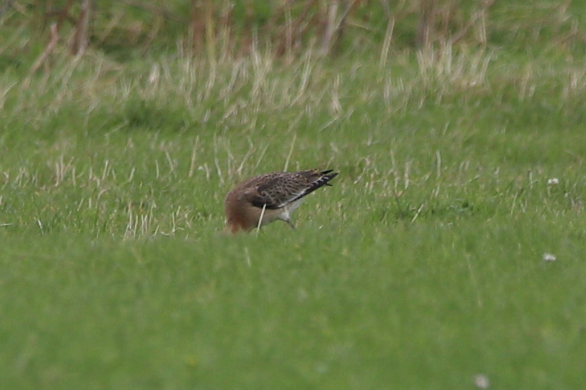 Bar-tailed Godwit - Victor Chen