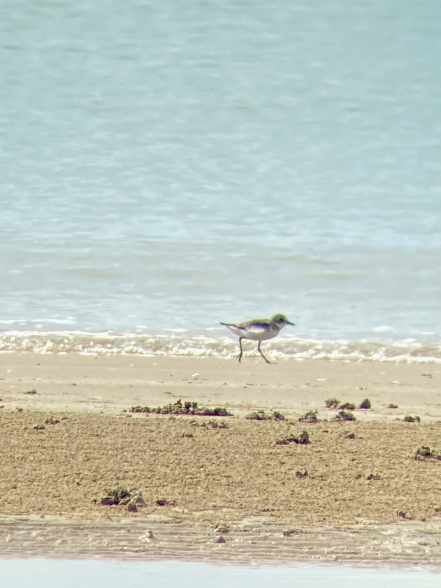 Greater Sand-Plover - Pipope Panitchpakdi