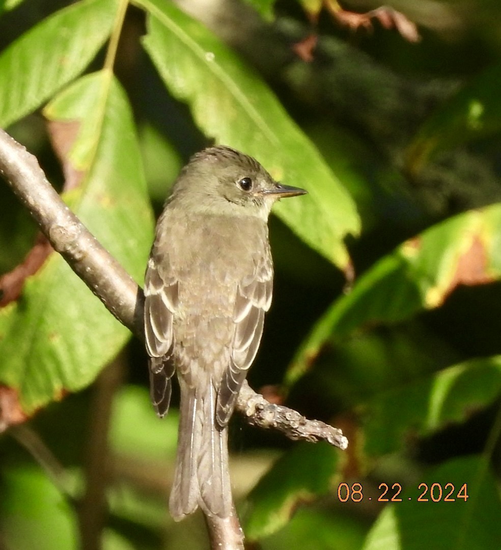 Eastern Wood-Pewee - ML622827851