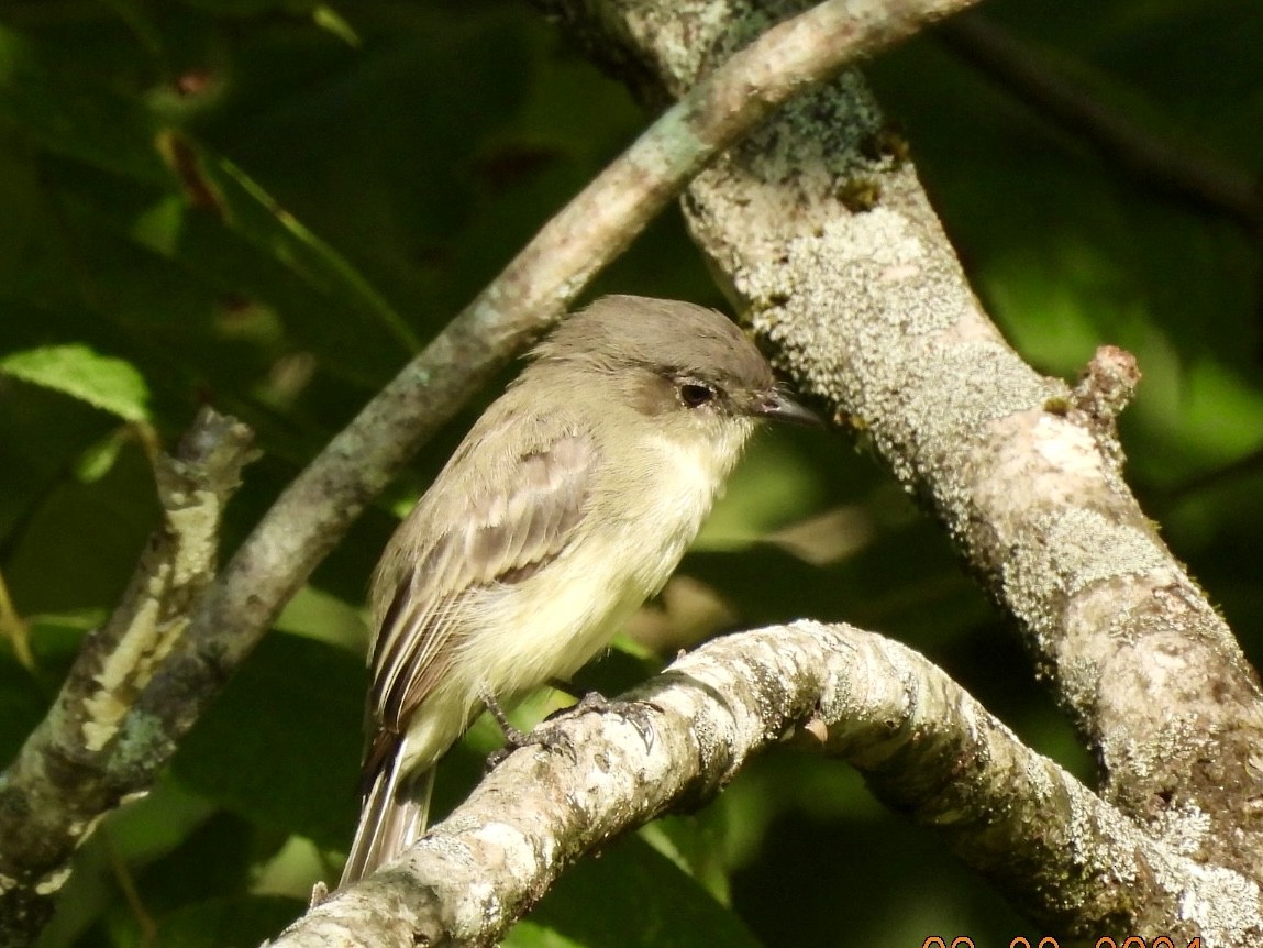 Eastern Phoebe - ML622827863