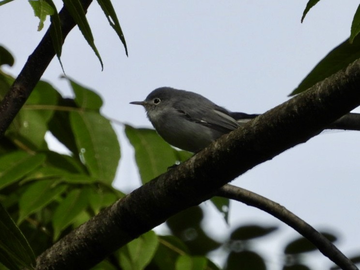 Blue-gray Gnatcatcher - ML622827875
