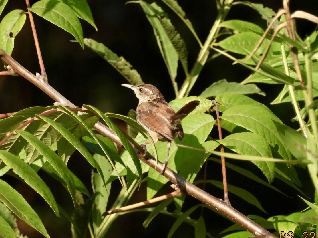 Carolina Wren - ML622827883