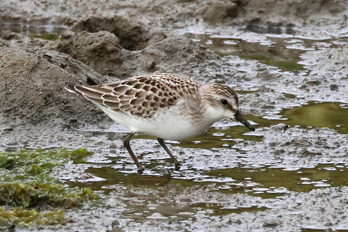 Semipalmated Sandpiper - ML622827906