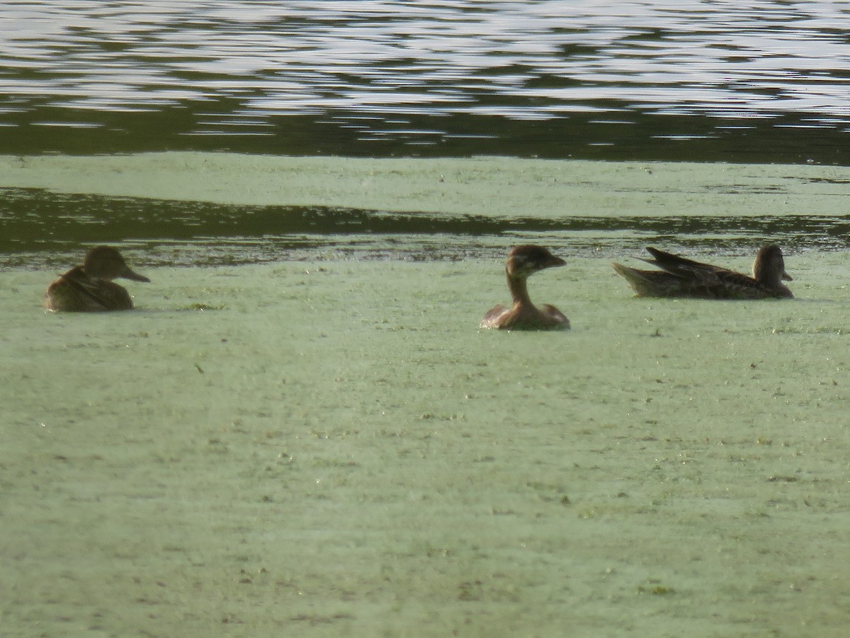 Pied-billed Grebe - Peg Robertsen