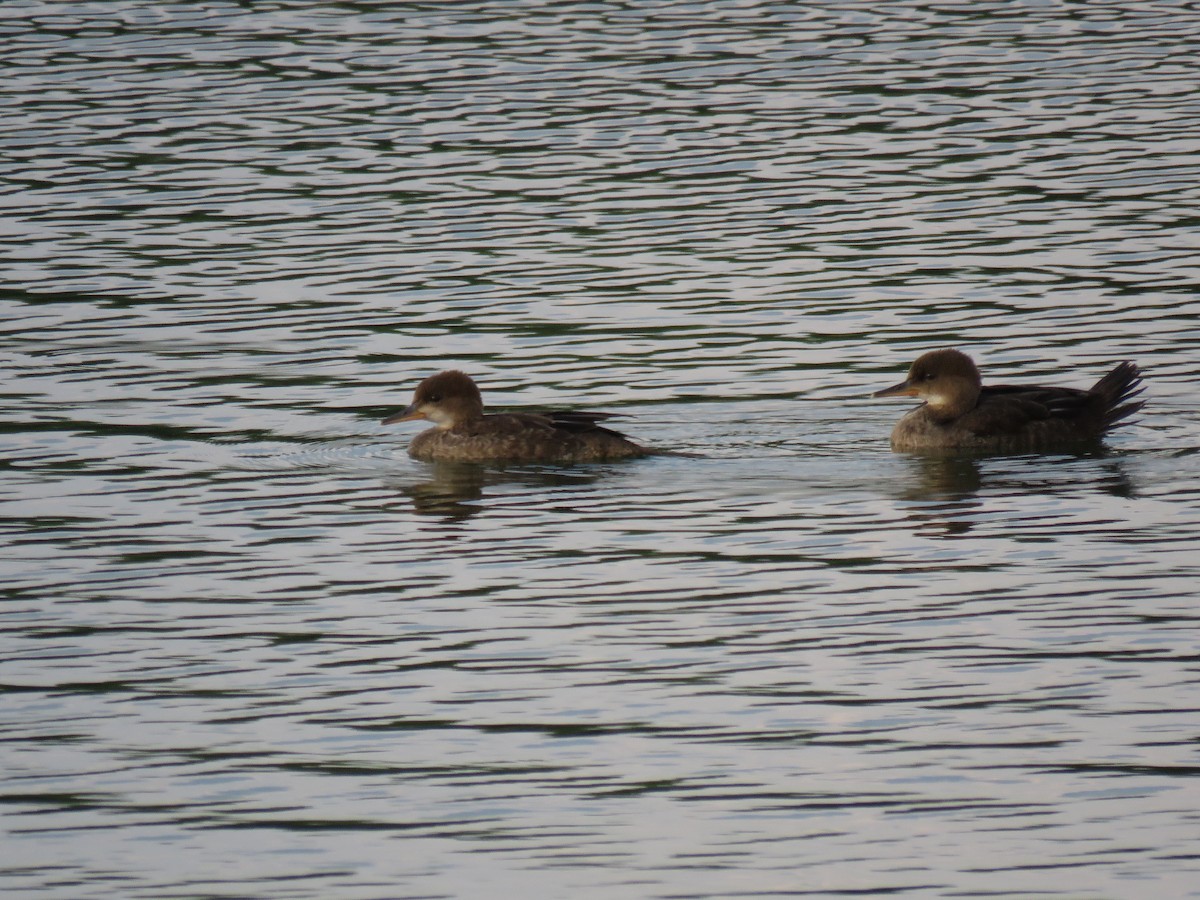 Hooded Merganser - Peg Robertsen