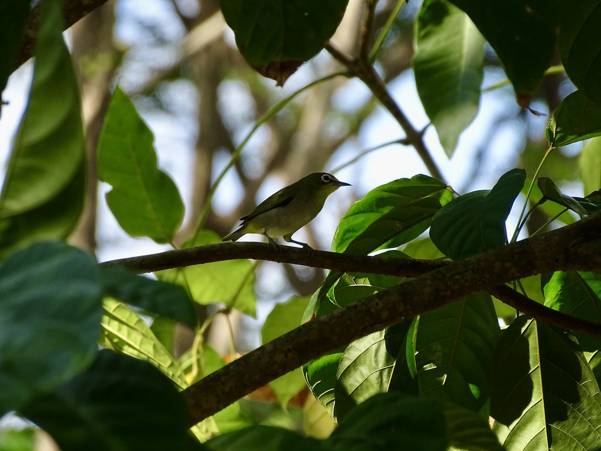 Swinhoe's White-eye - ML622828062