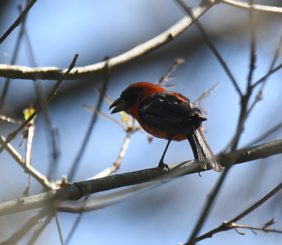 White-winged Tanager - ML622828064