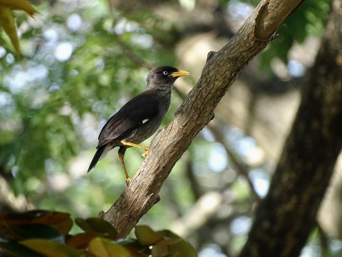 Javan Myna - ML622828073