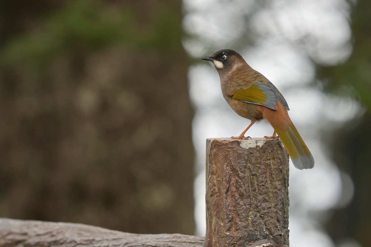 Black-faced Laughingthrush - ML622828097