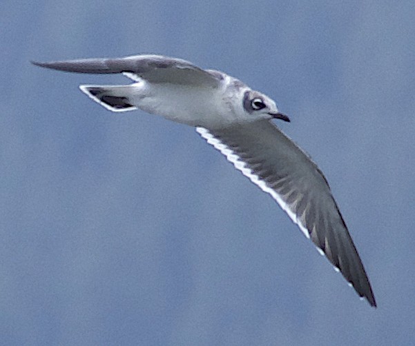 Mouette de Franklin - ML622828099