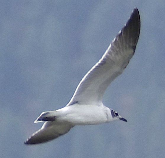 Mouette de Franklin - ML622828102