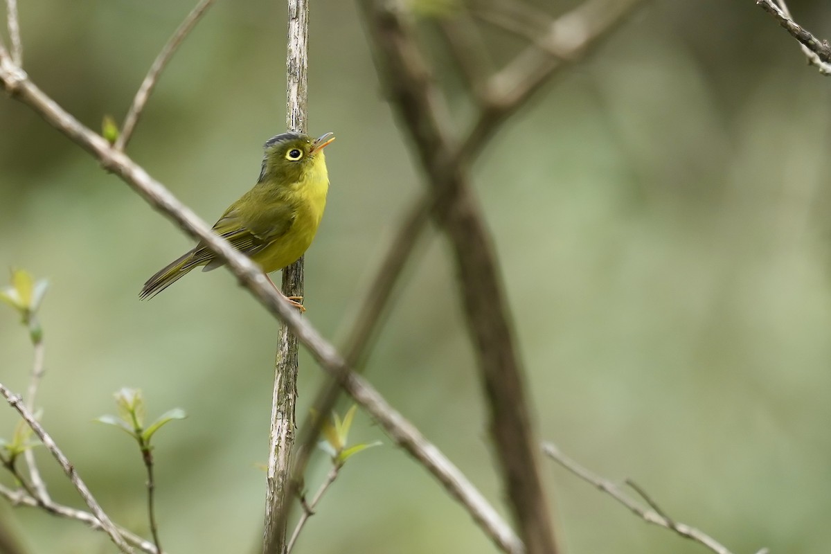 Bianchi's Warbler - ML622828115