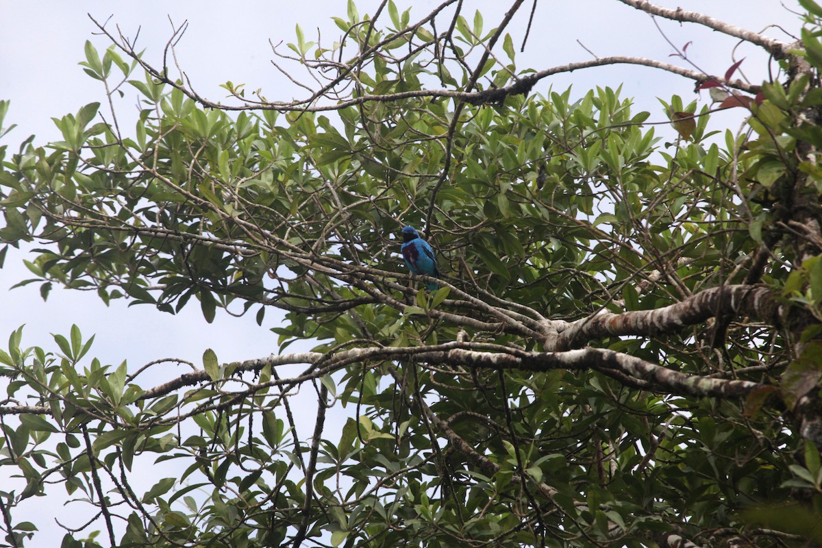 Lovely Cotinga - Calixto Moraga