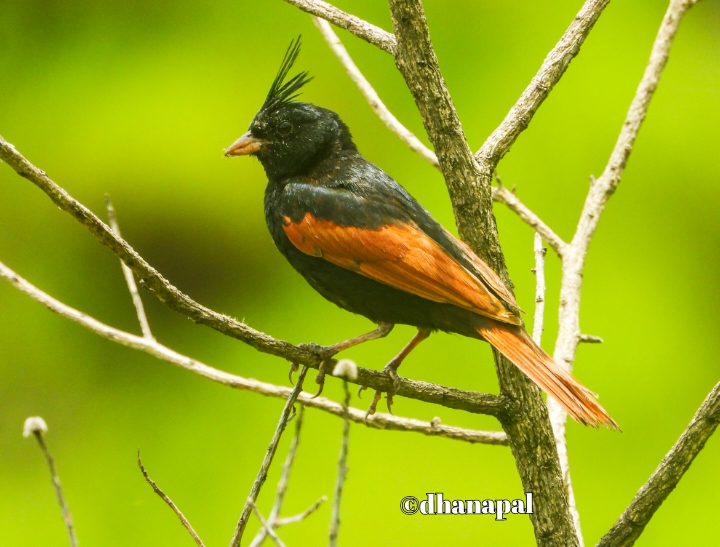 Crested Bunting - ML622828150