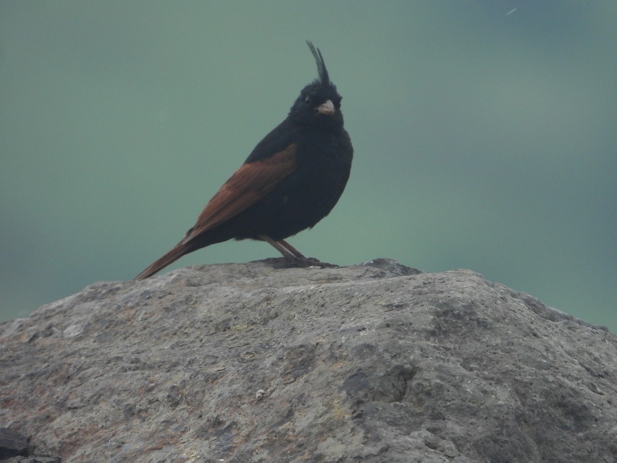 Crested Bunting - ML622828151