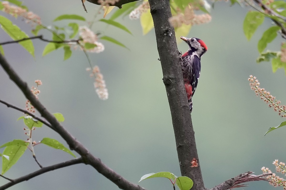 Necklaced Woodpecker - ML622828187