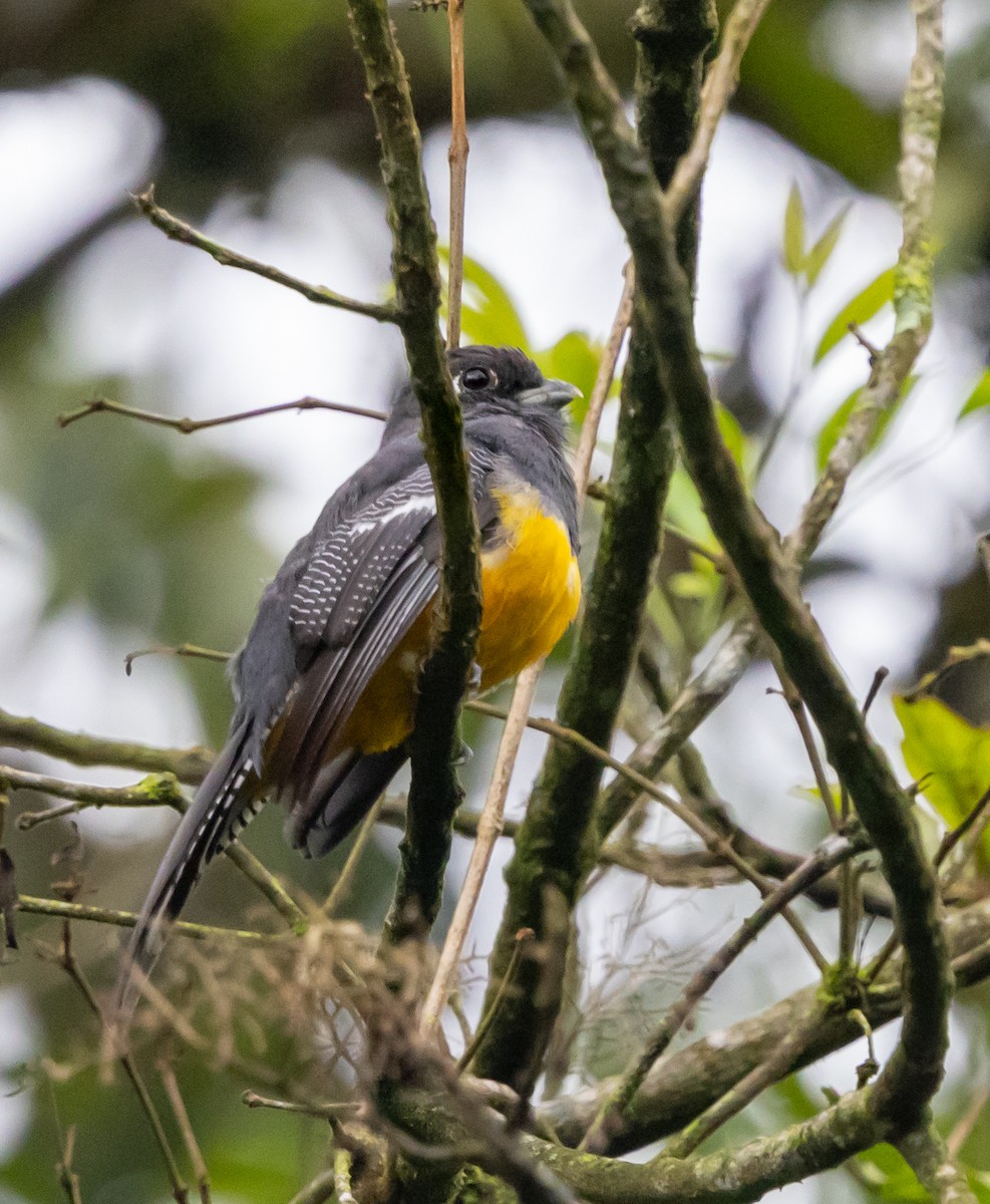 trogon podvazkový - ML622828227