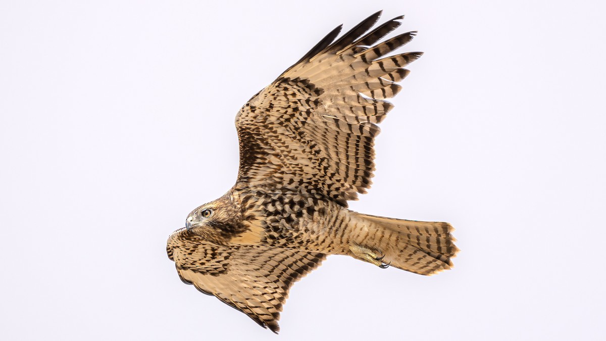 Red-tailed Hawk - ML622828256