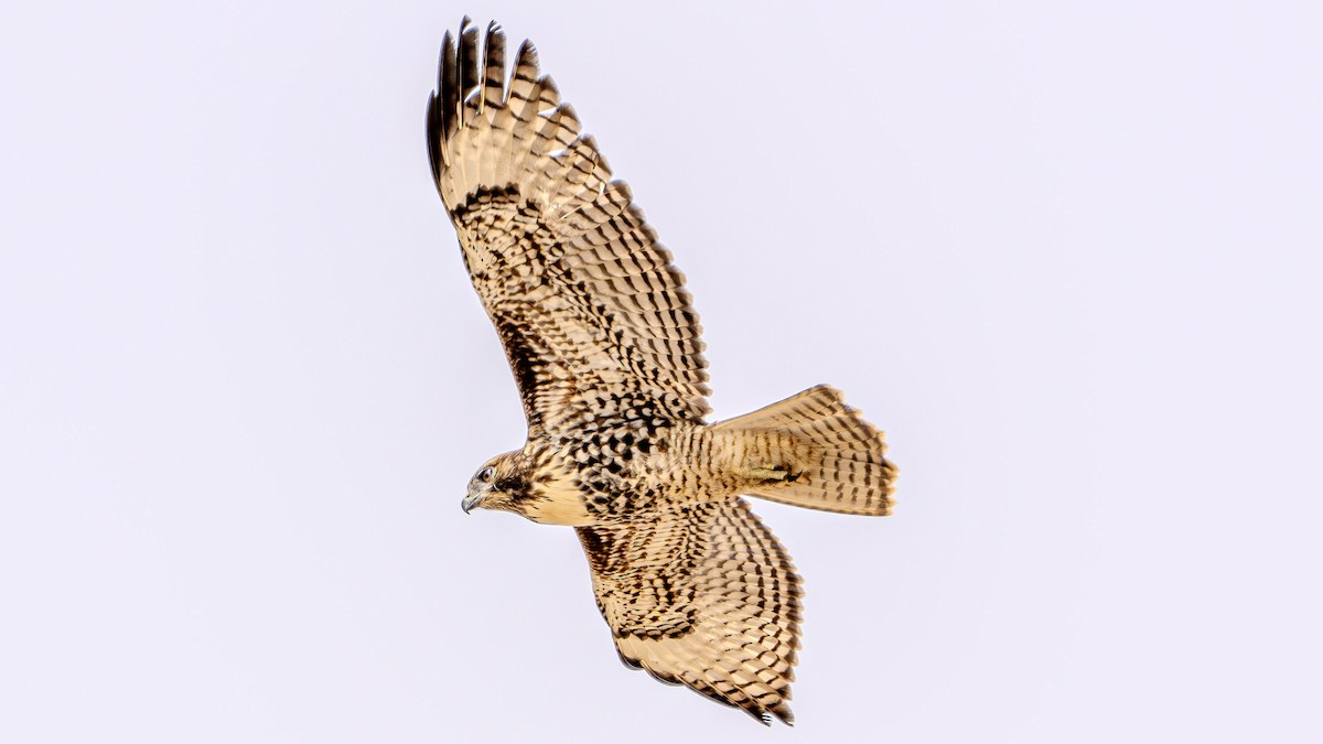 Red-tailed Hawk - ML622828258