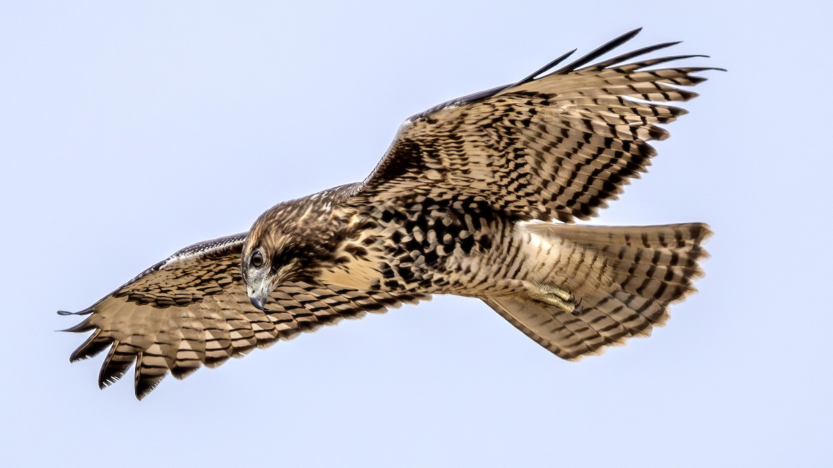 Red-tailed Hawk - ML622828259