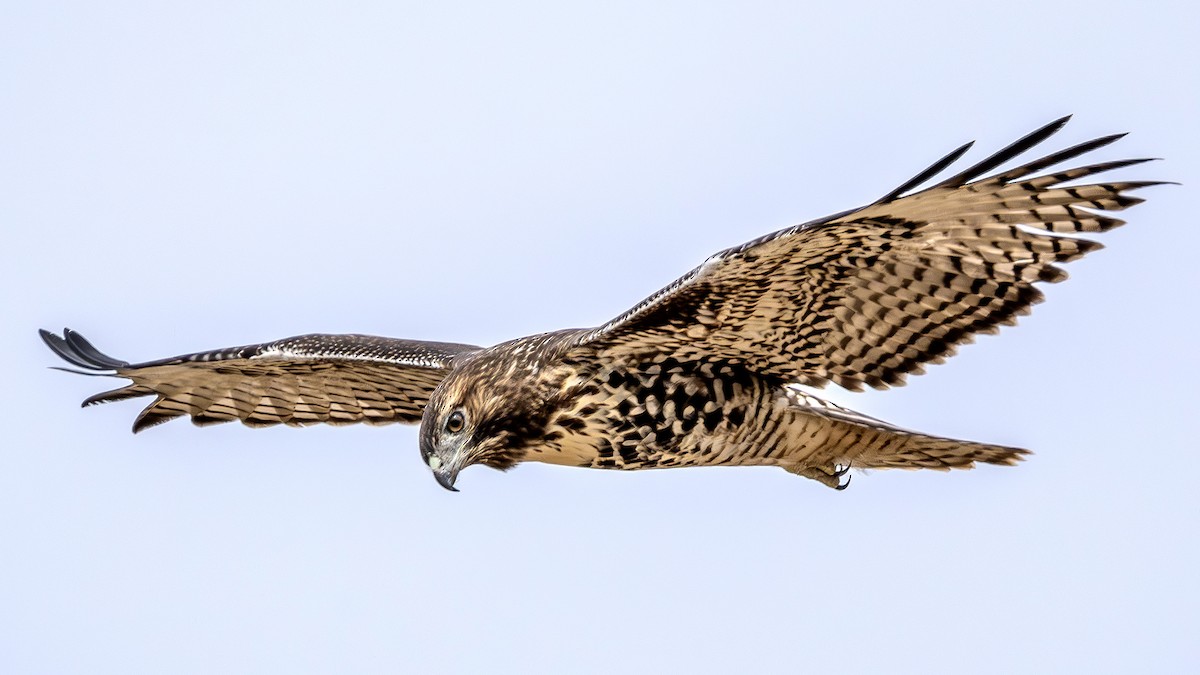 Red-tailed Hawk - ML622828260