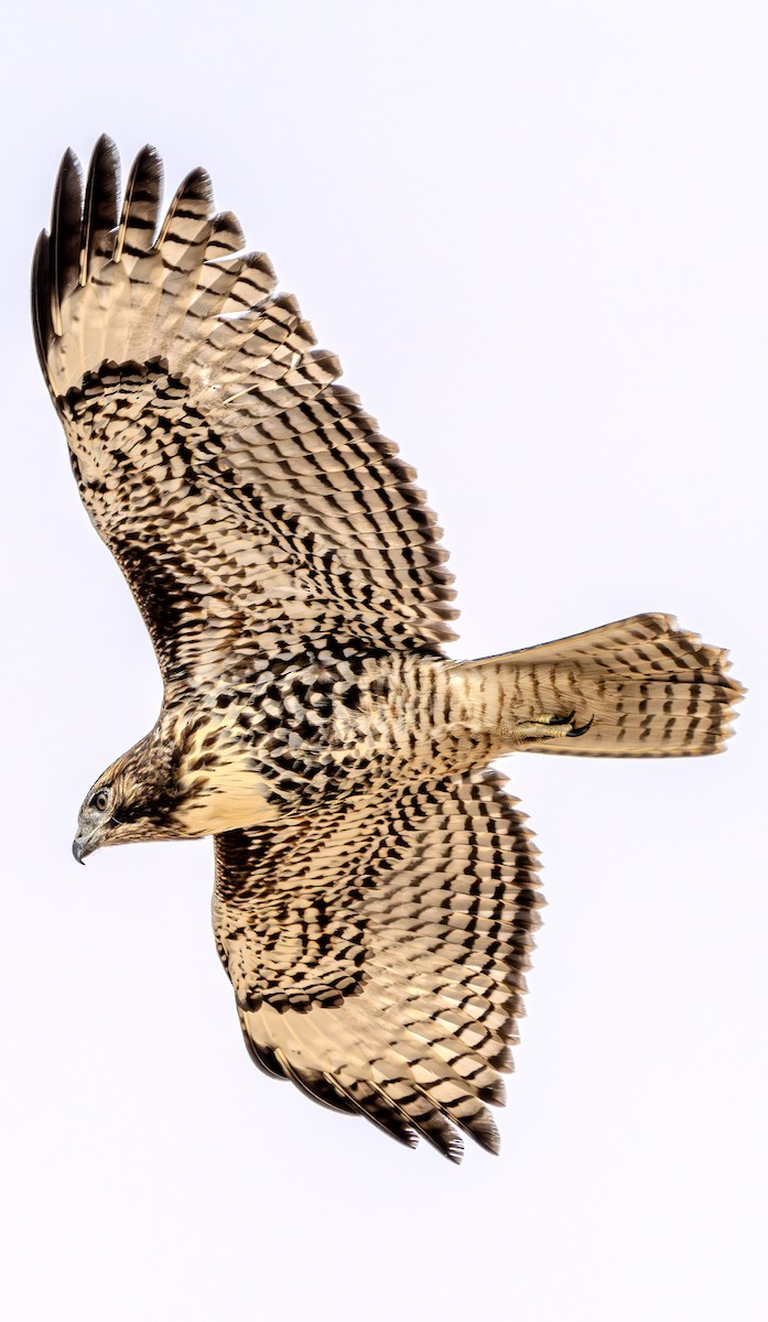 Red-tailed Hawk - ML622828261