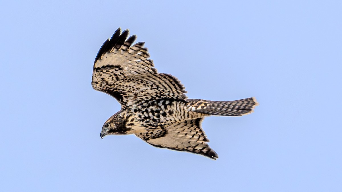 Red-tailed Hawk - ML622828262