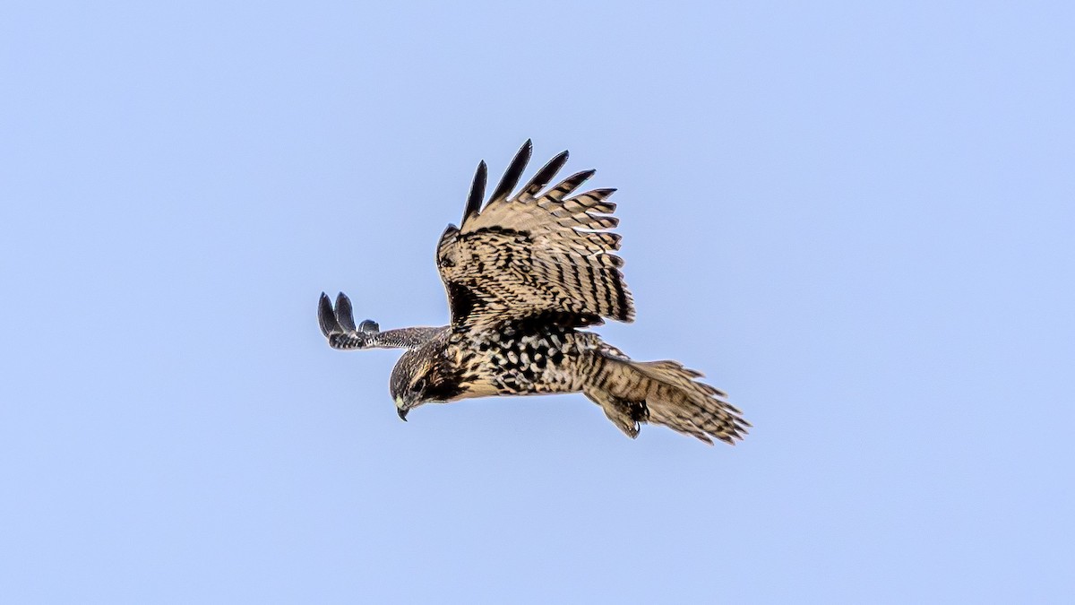 Red-tailed Hawk - ML622828263