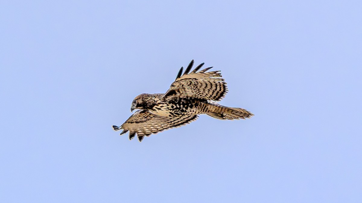 Red-tailed Hawk - ML622828264