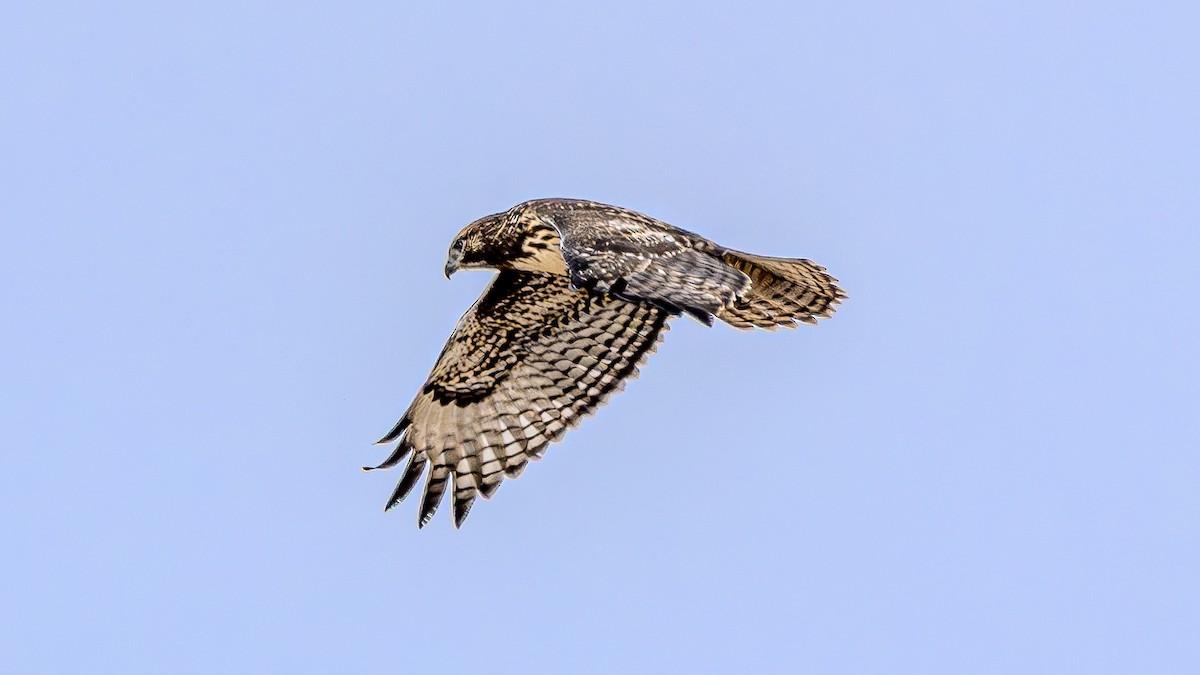 Red-tailed Hawk - ML622828265