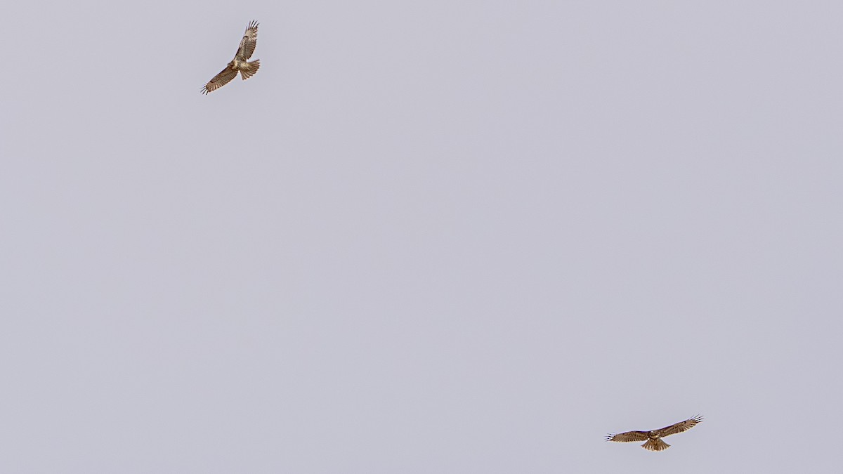 Red-tailed Hawk - ML622828266