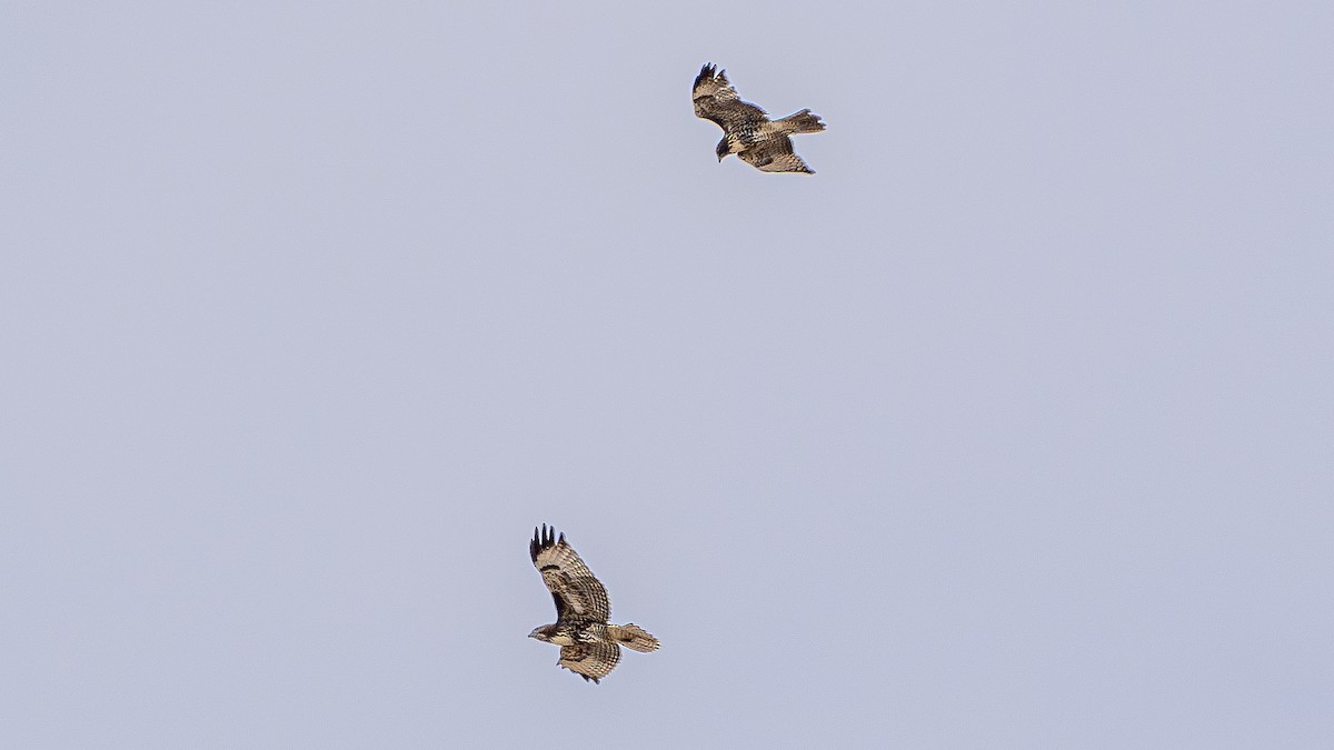 Red-tailed Hawk - ML622828267