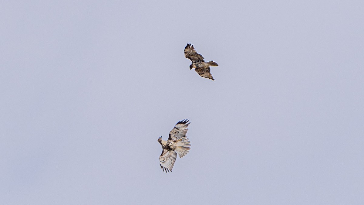 Red-tailed Hawk - ML622828268