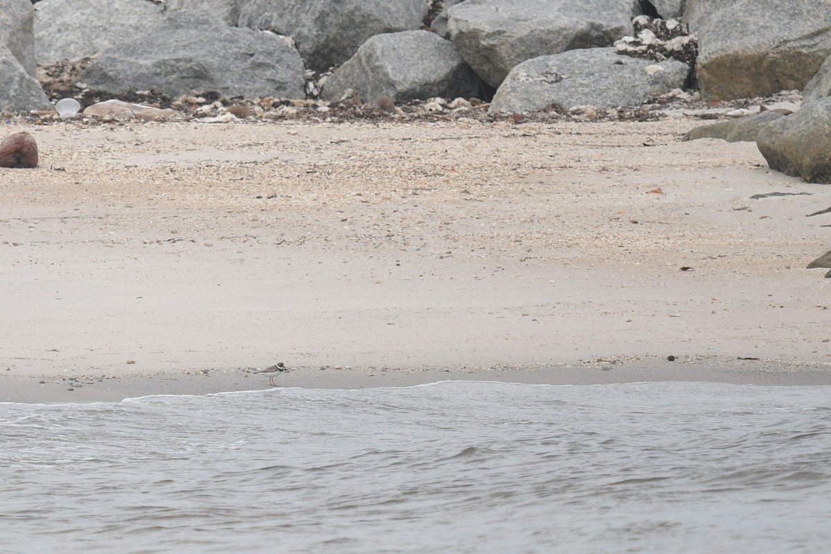 Semipalmated Plover - Anonymous