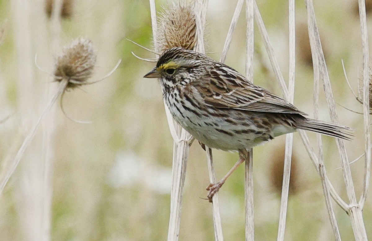 Savannah Sparrow - ML622828355