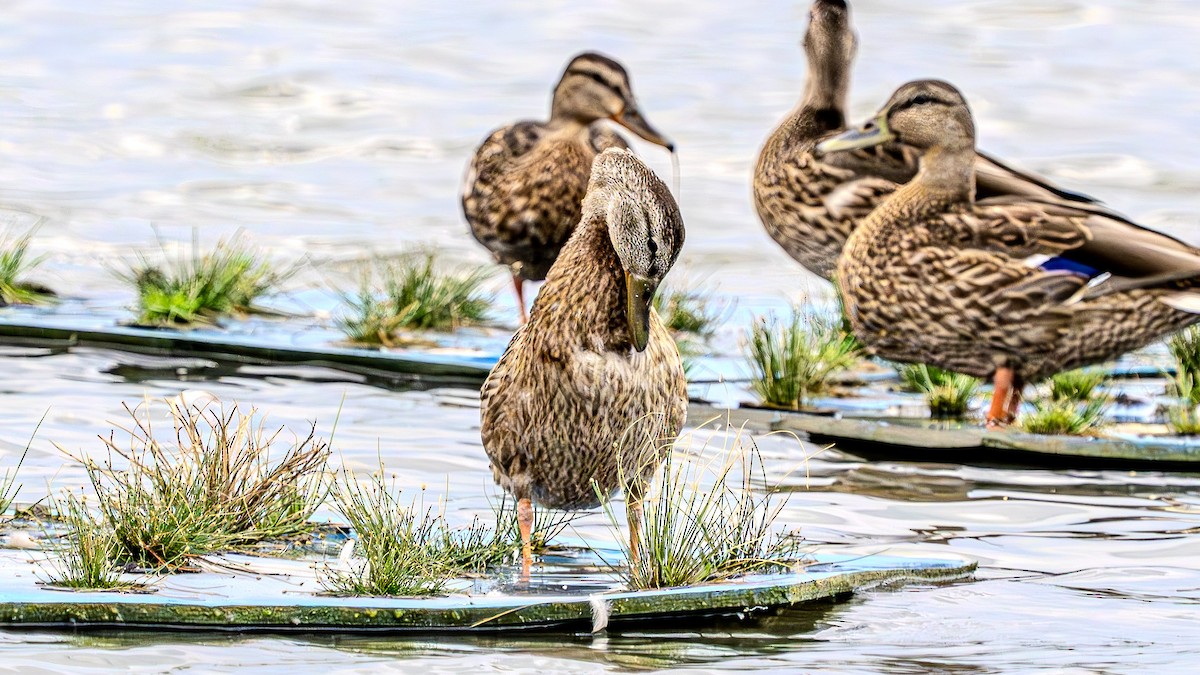 Mallard - ML622828364