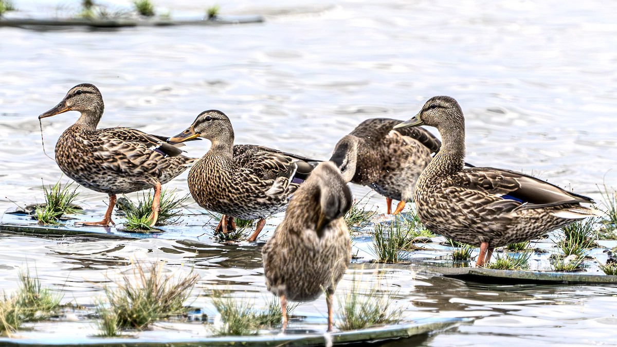 Mallard - ML622828365